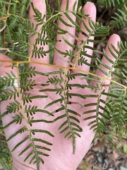 Pteridium esculentum