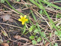Ranunculus gmelinii