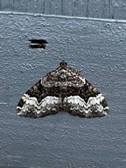 Euphyia intermediata