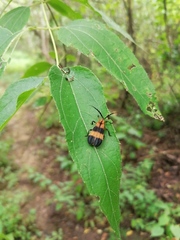 Calopteron