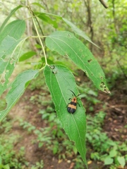 Calopteron