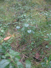 Vaccinium vitis-idaea