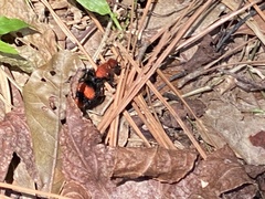 Dasymutilla occidentalis