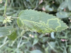 Calycomyza malvae