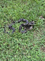 Pantherophis spiloides