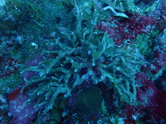Porites nigrescens