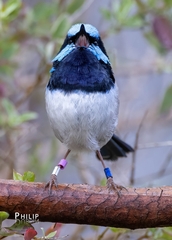Malurus cyaneus