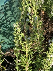 Anthidium manicatum