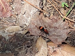 Dasymutilla occidentalis