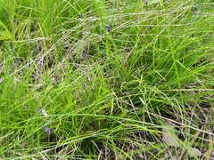 Carex humilis