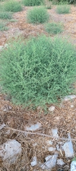 Salsola kali