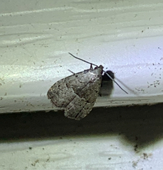 Hypenodes fractilinea