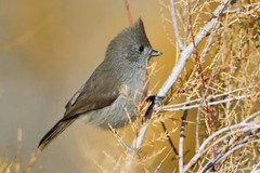Oak Titmouse photo 4