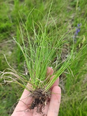 Carex humilis