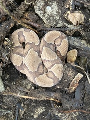 Agkistrodon contortrix