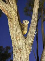 Phascolarctos cinereus