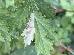 Calycomyza artemisiae