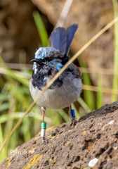 Malurus cyaneus
