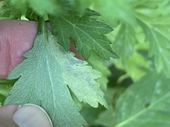 Calycomyza artemisiae