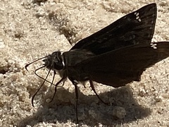 Erynnis horatius