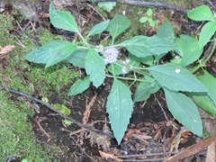 Mentha canadensis