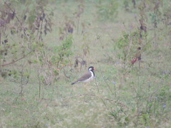 Vanellus indicus
