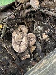 Agkistrodon contortrix