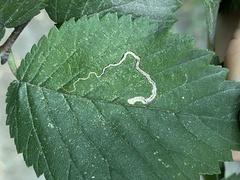 Stigmella multispicata