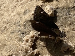 Erynnis horatius