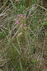 Centaurium pulchellum