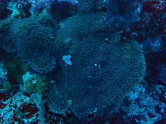 Gardineroseris planulata