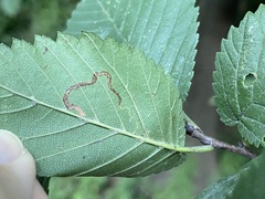 Stigmella multispicata