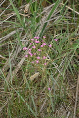 Centaurium pulchellum