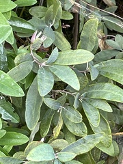 Rhododendron canadense