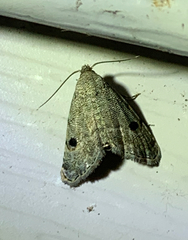 Abablemma brimleyana