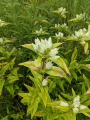 Gentiana alba