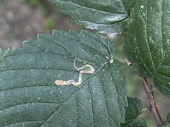Stigmella multispicata