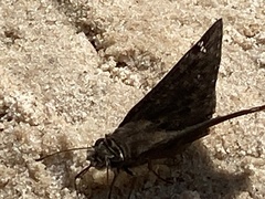 Erynnis horatius