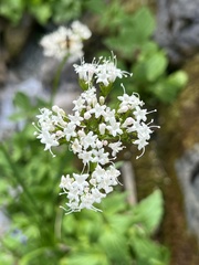 Valeriana