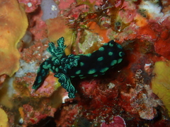 Nembrotha cristata