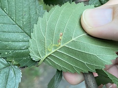 Stigmella multispicata