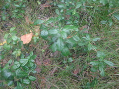 Vaccinium vitis-idaea