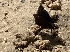 Erynnis horatius