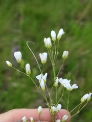Eremogone
