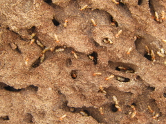 Cortaritermes fulviceps