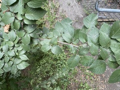 Stigmella multispicata