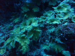 Sinularia brassica
