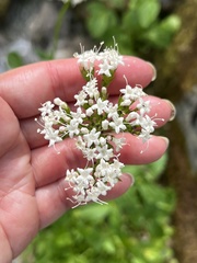 Valeriana