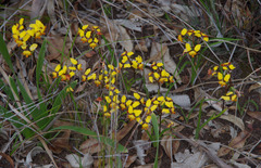 Diuris brumalis