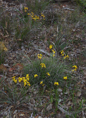 Diuris brumalis